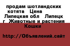  продам шотландских котята › Цена ­ 1 500 - Липецкая обл., Липецк г. Животные и растения » Кошки   